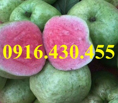 Cây giống ổi ruby 
